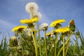 Dandelions and blue sky Royalty Free Stock Photo