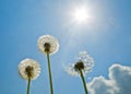 Dandelions on the blue sky. Bright sun. Sunshine