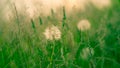 Dandelions with a blurred grass background Royalty Free Stock Photo