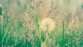 Dandelions with a blurred grass background Royalty Free Stock Photo