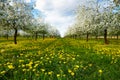 Dandelions in cherry orchard Royalty Free Stock Photo