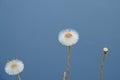 Dandelions on a clear blue background - Taraxacum