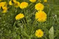 Dandelions close up Royalty Free Stock Photo