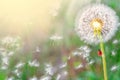 dandelions close-up on nature in spring against backdrop of summer. The wind blows away seeds of dandelions, template for summer Royalty Free Stock Photo