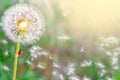 dandelions close-up on nature in spring against backdrop of summer. The wind blows away seeds of dandelions, template for summer Royalty Free Stock Photo