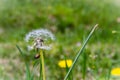 Dandelions close up photography of a flower Royalty Free Stock Photo
