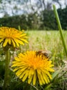 Dandelions close up photography of a flower Royalty Free Stock Photo