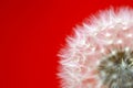 Dandelions Close-Up with a red background Royalty Free Stock Photo