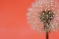 Dandelions Close-Up with a red background Royalty Free Stock Photo