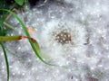 Dandelions covered with poplar fluff Royalty Free Stock Photo