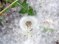 Dandelions covered with poplar fluff Royalty Free Stock Photo