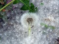 Dandelions covered with poplar fluff Royalty Free Stock Photo