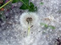 Dandelions covered with poplar fluff Royalty Free Stock Photo