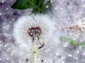 Dandelions covered with poplar fluff Royalty Free Stock Photo