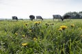 Dandelions and cows in dutch meadow landscape in spring Royalty Free Stock Photo