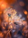 Dandelions with dewdrops at sunrise, bokeh light effect., Generated AI Royalty Free Stock Photo