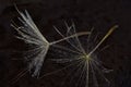 Dandelions in drops of dew after rain.