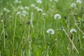 Dandelions