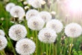 Dandelions in field Royalty Free Stock Photo
