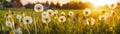 Dandelions Field On Blurred Sunrise Background. Banner For Web. Generative AI Royalty Free Stock Photo