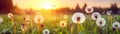 Dandelions Field Blurred Sunrise Banner Background. Generative AI Royalty Free Stock Photo