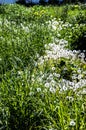 Dandelions in the field Royalty Free Stock Photo