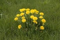 Dandelions in the Field Royalty Free Stock Photo