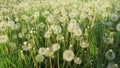 Dandelions Royalty Free Stock Photo