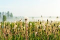 Dandelions field with morning rays of sunlight. Outdoors sunrise