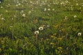 The field of dandelions, the wind polinated plants
