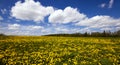 Dandelions Royalty Free Stock Photo