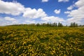 Dandelions Royalty Free Stock Photo