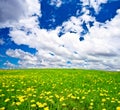 Dandelions filed Royalty Free Stock Photo