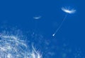 Dandelions floating on a blue tinted background