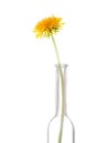 Dandelions flower in glass isolated on white