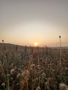 Dandelions flower with sunrise Royalty Free Stock Photo