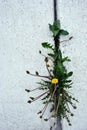 Dandelions flowering plants with buds growing in line in crack of wall with white plaster