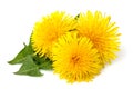 Dandelions flowers with dandelion leaf isolated Royalty Free Stock Photo