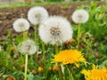 Dandelions flowers growing on meadow