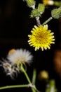 dandelions