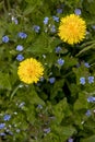 Dandelions and flowers of speedwell against greens