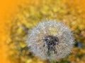 Dandelions fluff Royalty Free Stock Photo