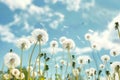 Dandelions Fluttering in the Wind