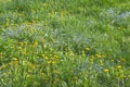 Dandelions, forget-me-nots and green grass on the field