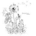Dandelions graphic drawing