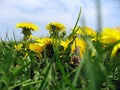 Dandelions in Grass