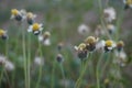 Dandelions in the grass with a blurry background Royalty Free Stock Photo