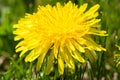 Dandelions and grass macro