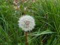 DANDELIONS IN THE GRASS Royalty Free Stock Photo