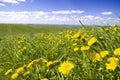 Dandelions, grass and sky Royalty Free Stock Photo